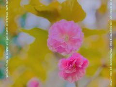 -南汇桃花村