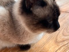 -猫小院猫主题咖啡厅(北锣店)