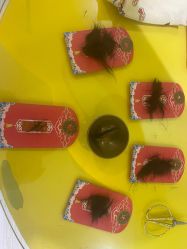 -天禧专业理胎发纪念品乐园·婴儿宝宝理发剃胎毛胎头胎毛笔定制店