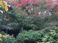 -神户市立六甲山牧场