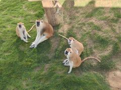 -西霞口神雕山野生动物世界