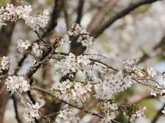 -西北湖绿化广场