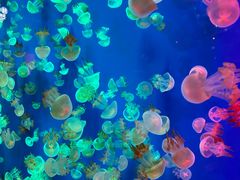 -成都浩海立方海洋公园