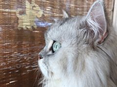-猫友咖啡店(玉林西路店)