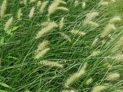 -昆山城市生态森林公园