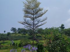 -东莞植物园