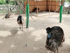 -森波拉奇妙世界