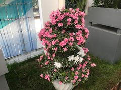 -上海鲜花港