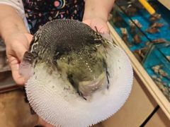 -天正河鲀·河豚亭(大连店)