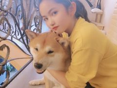 -喜柴咖啡·柴犬狗咖