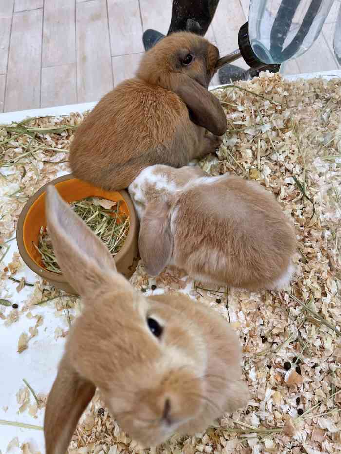 兔窝镇bunnyburrow(万象城店)-"【项目】其他——2020年——99年点.