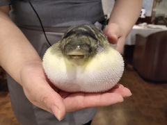 -肆月河豚·新淮扬(金融街店)
