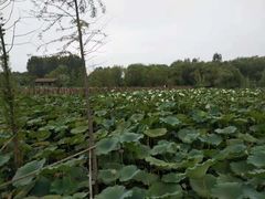 -溱湖国家湿地公园