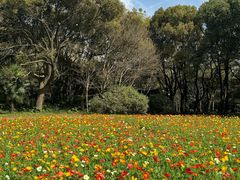 -上海共青森林公园