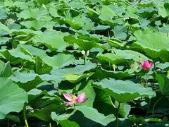 -长春市南湖公园