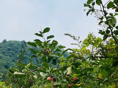 -大岭沟猕猴桃谷风景区