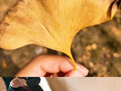 -千年银杏谷文化旅游区