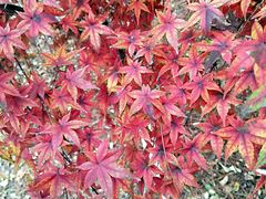 -白塘生态植物园