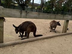 -费瑟代尔野生动物园