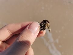 -贝壳沙滩