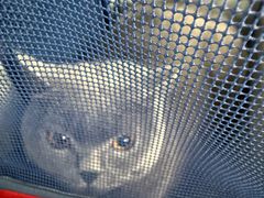 -达爱动物医院·犬猫分区·CT·复杂眼科(远洋山水分院)