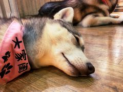 -Husky Go! 哈士奇体验馆·宠物咖啡厅狗咖