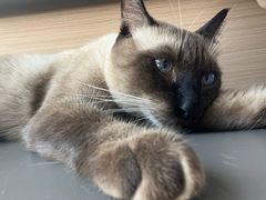 -喵园·猫主题咖啡厅·撸猫·猫咖(国贸店)