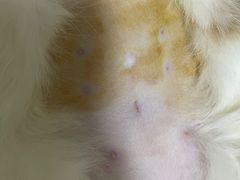-美美宠物诊疗中心·异宠·骨科(滨江东信分院)