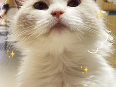 -藏猫猫咖啡主题馆(中央大道店)