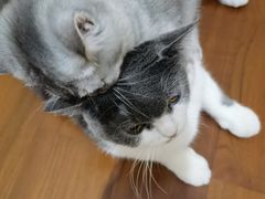 -芭比堂动物医院·24小时·眼科中心(深圳中心)