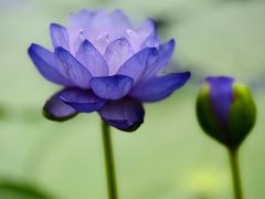 -国家植物园南园