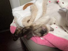 -伟伟宠物医院·瑞派猫友好医院·猫科(光谷店)