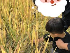 -田园东方蜜桃村的田野营地