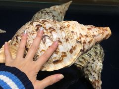 -青岛贝壳博物馆