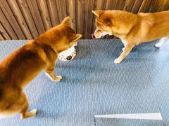 -柴源莊·柴小宠柴犬咖啡