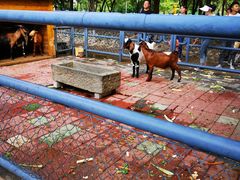 -长白岛森林公园