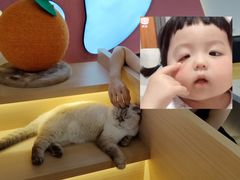 -喵园·猫主题咖啡厅·撸猫·猫咖(国贸店)