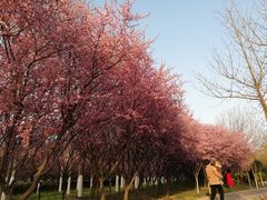 -洛阳市隋唐城遗址植物园