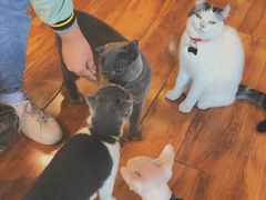 -喵园·猫主题咖啡厅·撸猫·猫咖(国贸店)