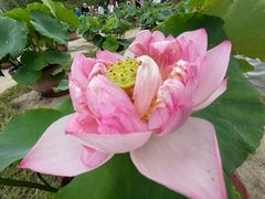 -莲花池公园