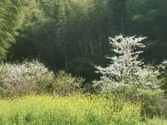 -宁波浙东大竹海景区