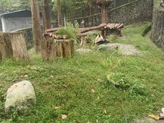 -都江堰中华大熊猫苑