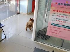 -瑞派福兴宠物医院犬猫全科·骨科·中西医结合(河东店)