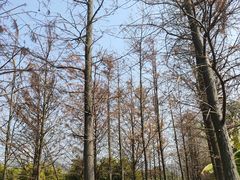 -芒洲湿地公园