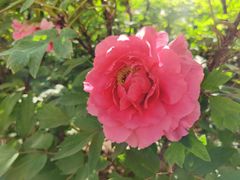 -洛阳市隋唐城遗址植物园