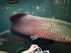 -青青世界