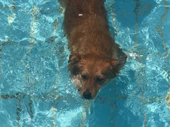 -趣玩宠物乐园寄养训犬训狗游泳池