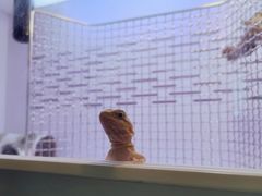 -酷以爬仙阁实体爬宠店·守宫·蜥蜴·专业繁育