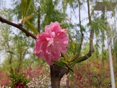 android_upload_pic-南汇桃花村