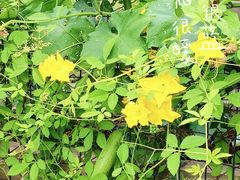 -马陆小张葡萄园农家乐